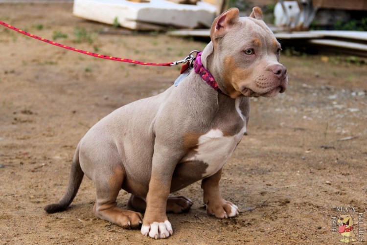 Кубинский тигровый питбуль