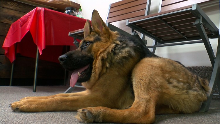 Овчарка Квазимодо