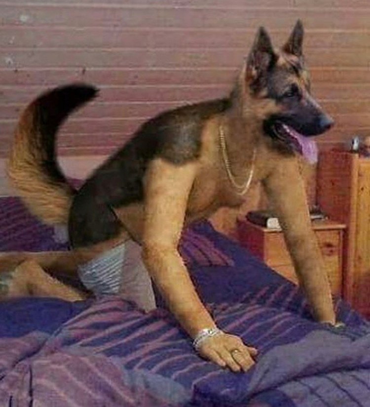 Собака без шеи