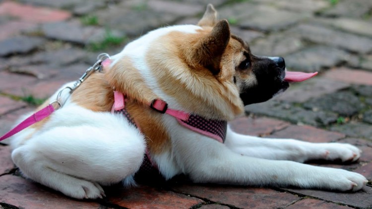 Немецкая овчарка Квазимодо