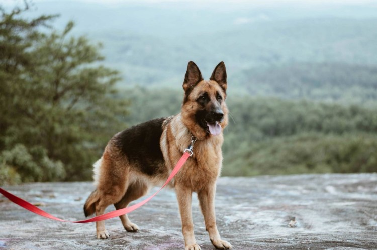 Short Spine Syndrome Husky