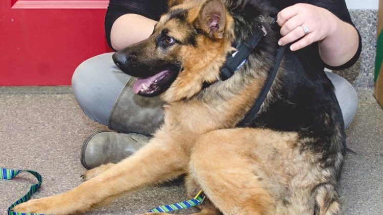 Сутулая овчарка