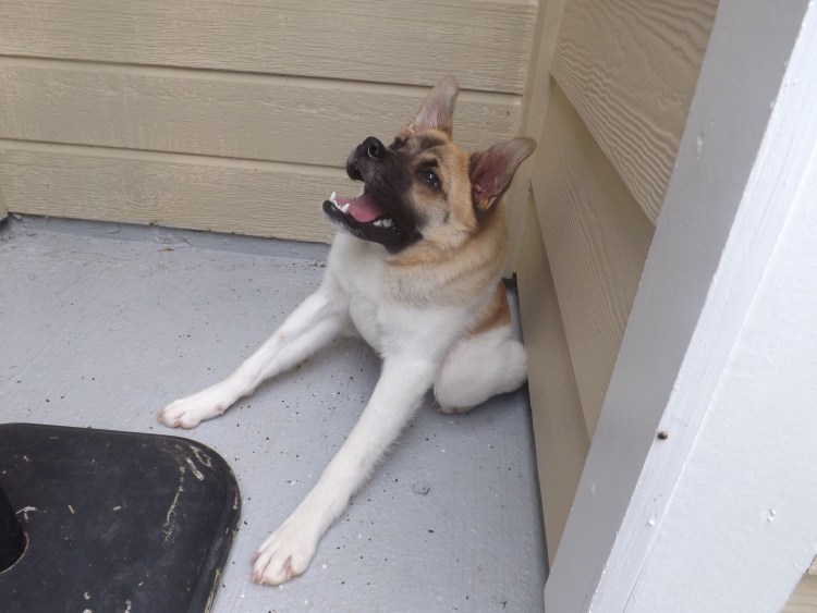 Собака Квазимодо с коротким позвоночником