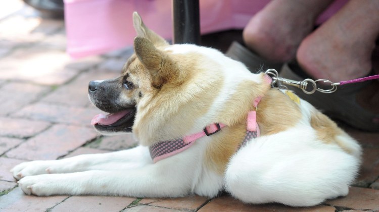 Горбатая овчарка Квазимодо