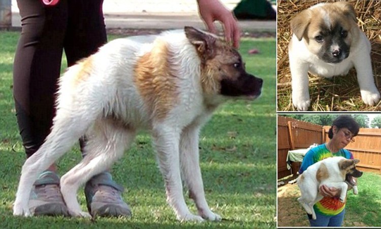 Горбатая овчарка Квазимодо