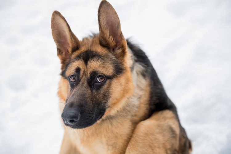 Овчарка Квазимодо