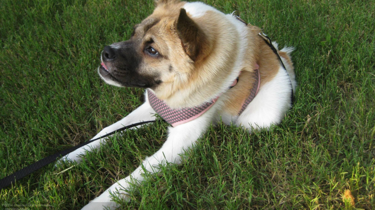 Dog - short Spine Syndrome щенок