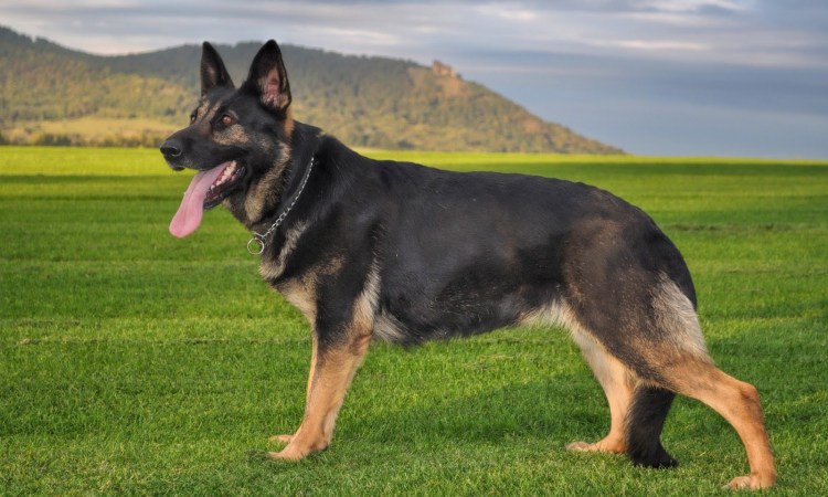 Немецкая овчарка староверная