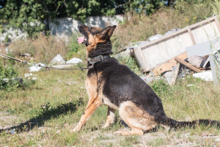 Собака с укороченным позвоночником