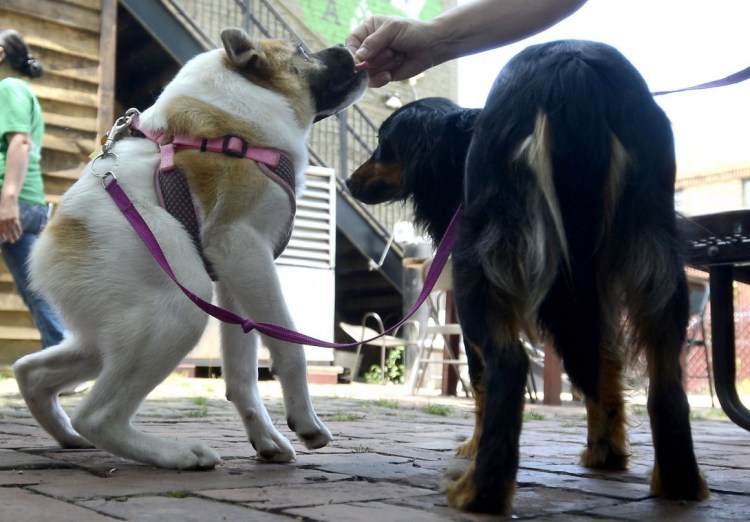 Овчарка Квазимодо