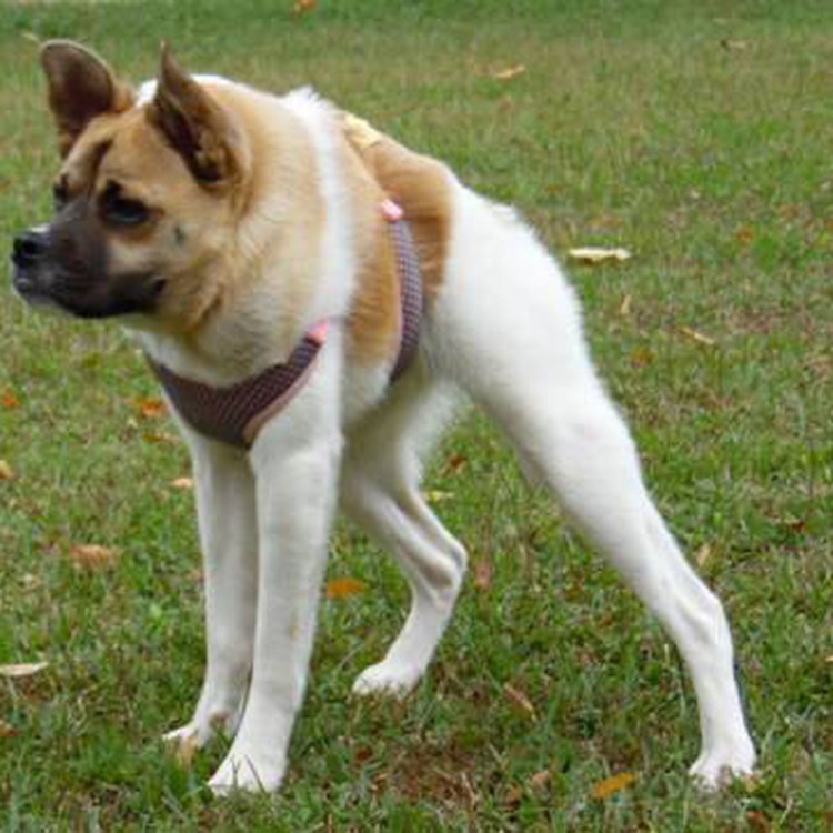 Собака без туловища