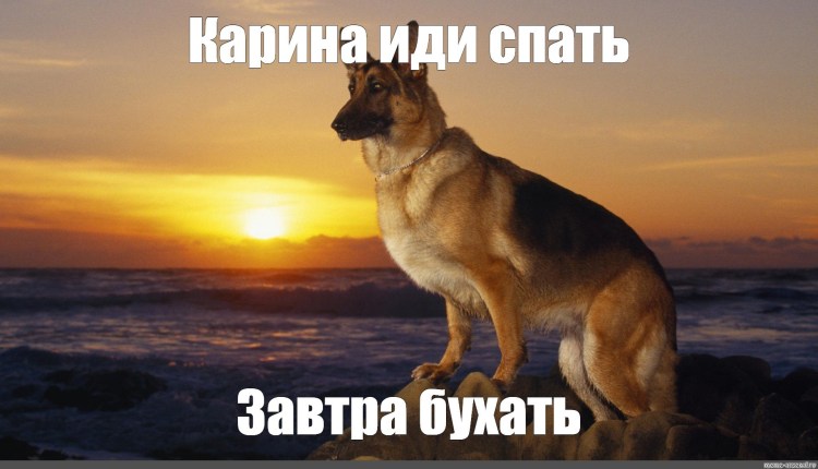 Сутулая овчарка