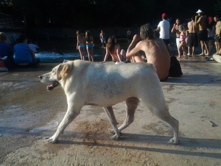 Немецкая овчарка ЗКС зима