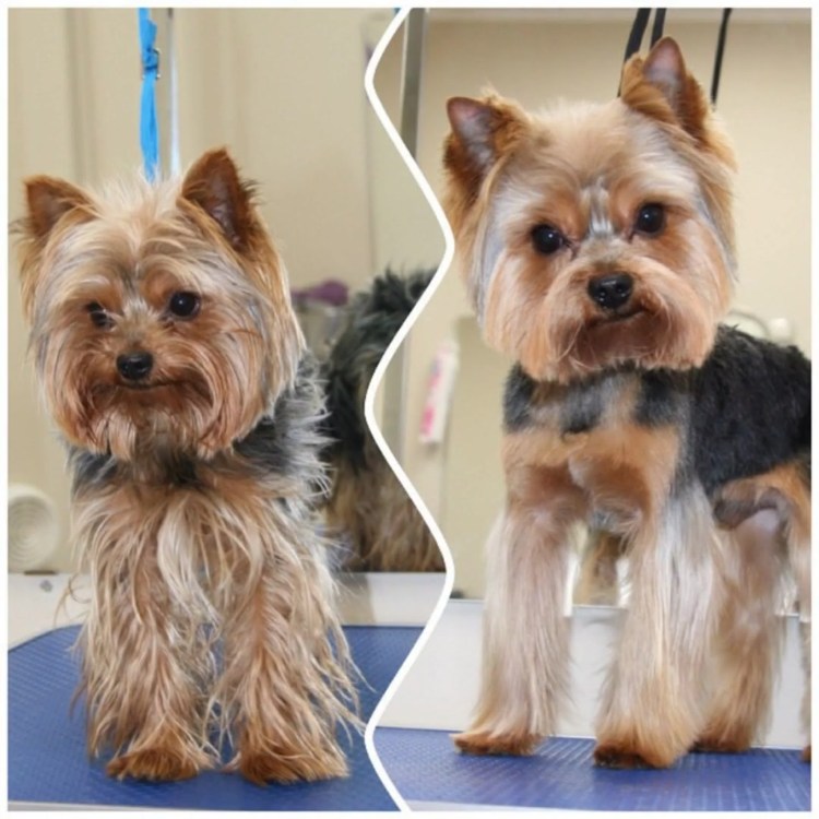 Терьер Йоркширский стриженный