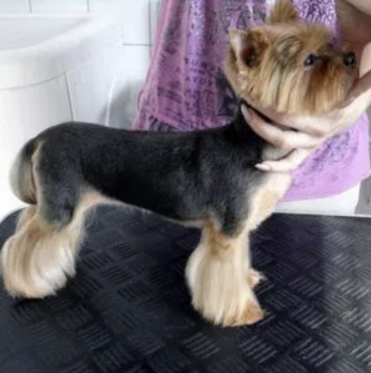 Йоркширский терьер короткостриженные