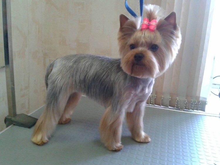 Йоркширский терьер грумер