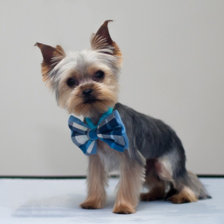 Беби фейс Йоркширский терьер стрижка