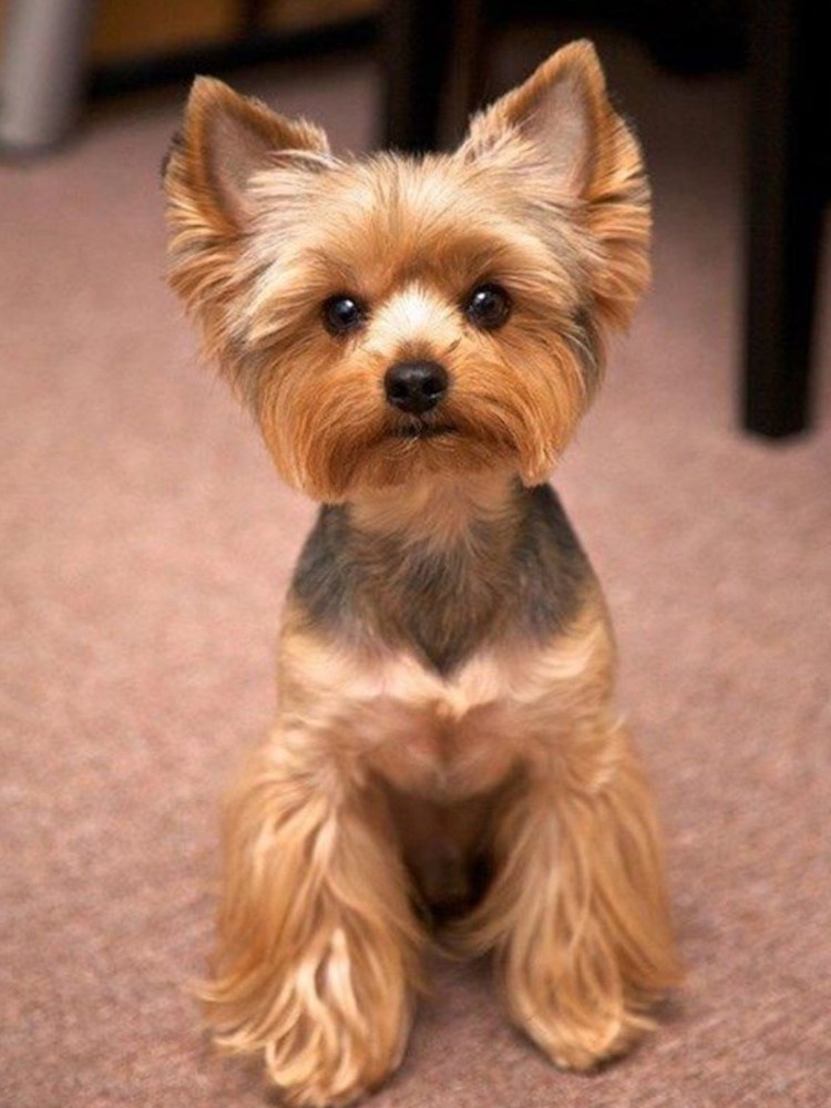 Йоркширский терьер мини мальчик