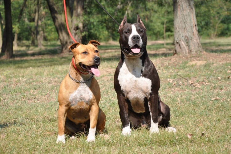 Тигровый стаффордширский терьер девочка