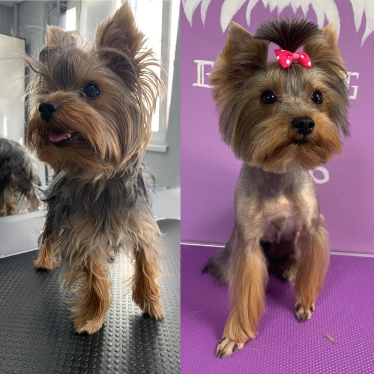 Лапы клеш стрижка Йорка