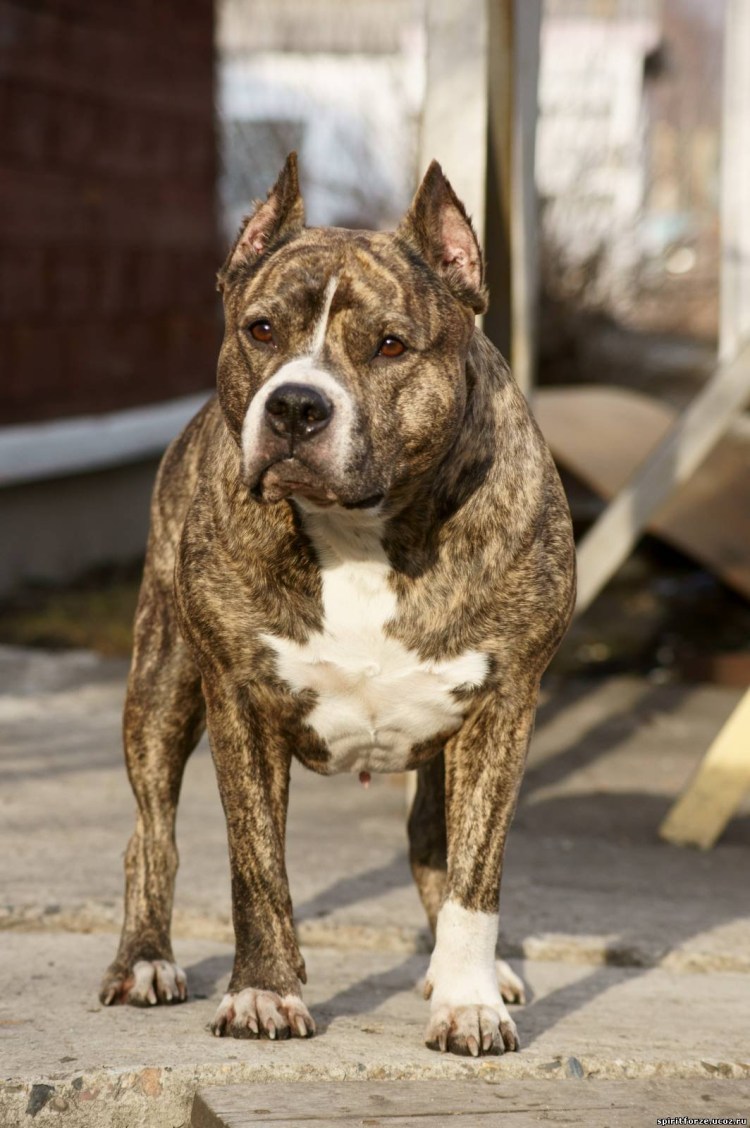 Аргентинский стаффордширский терьер