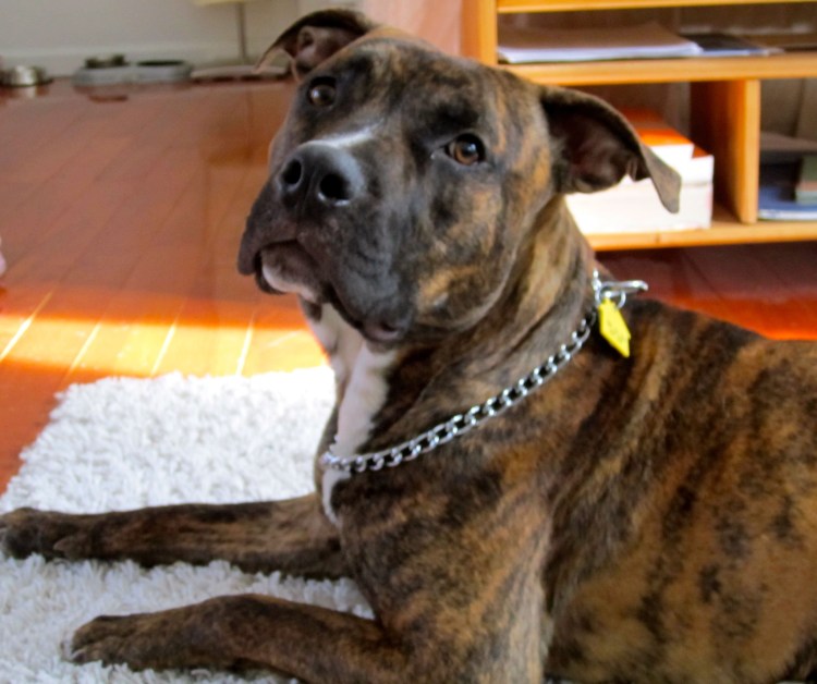 Американский стаффордширский терьер тигровый