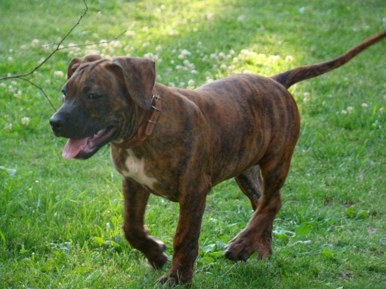 Стаффордширский терьер инструктор