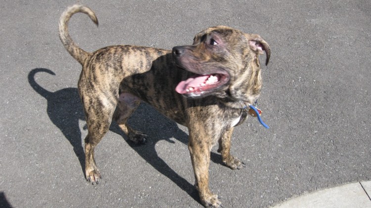 Албанский питбуль Мерль
