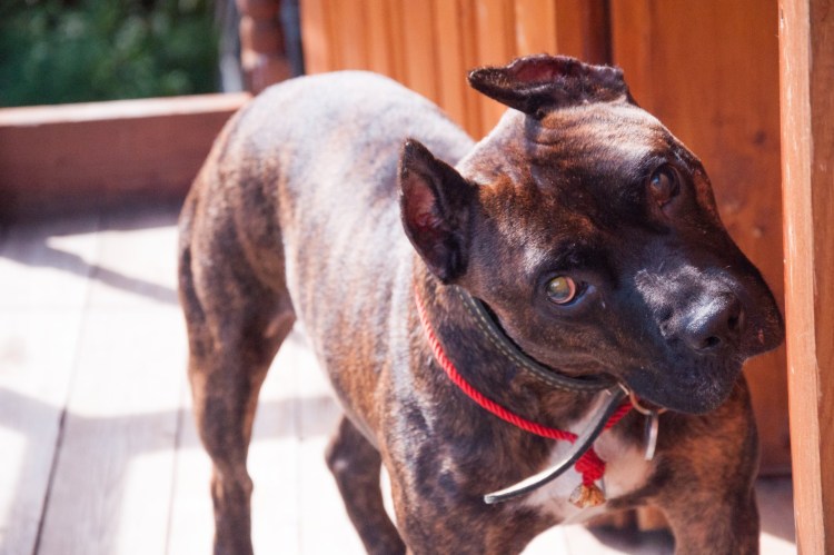 Американский питбультерьер полосатый