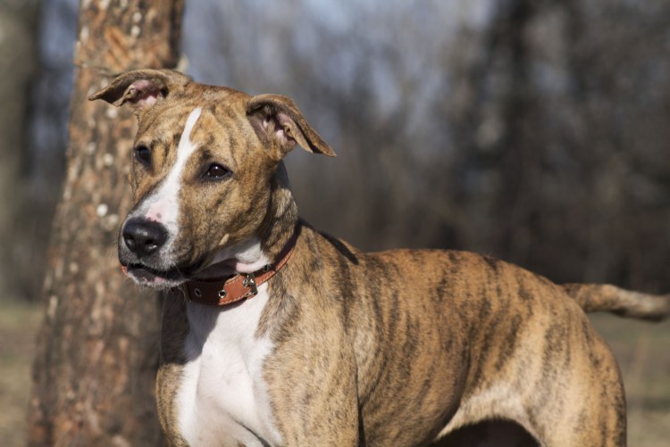 Стаффордширский терьер Мерль