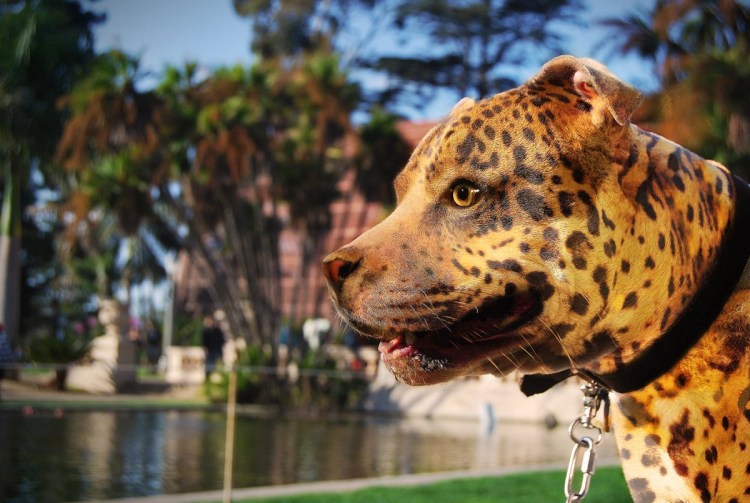 Стаффордширский терьер тигровый