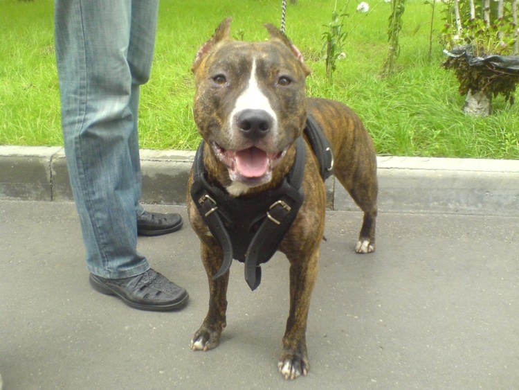 Стаффордширский питбуль тигровый