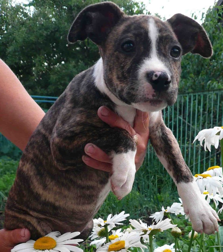 Американский стаффордширский терьер тигровый