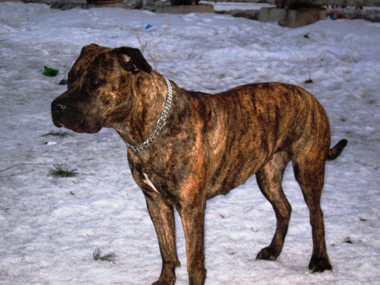 Стаффордширский терьер Мерль