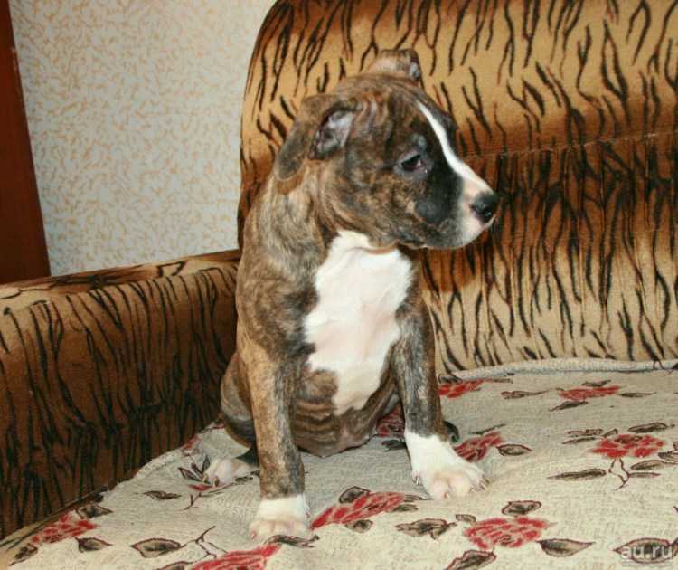 Албанский питбуль пятнистый