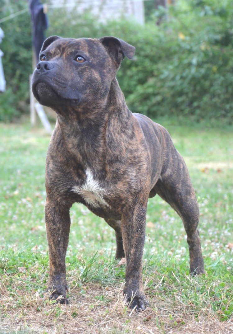 Мраморный стаффордширский терьер