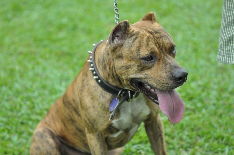 Американский стаффордширский терьер тигровый