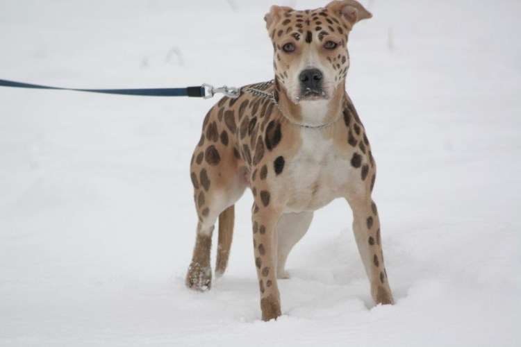 Стаффордширский терьер Мерль