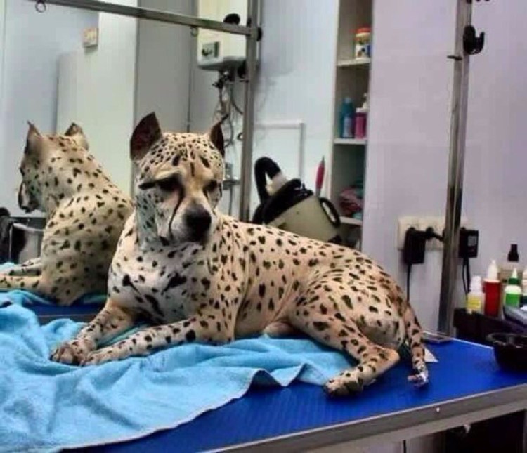 Американский питбультерьер тигровый