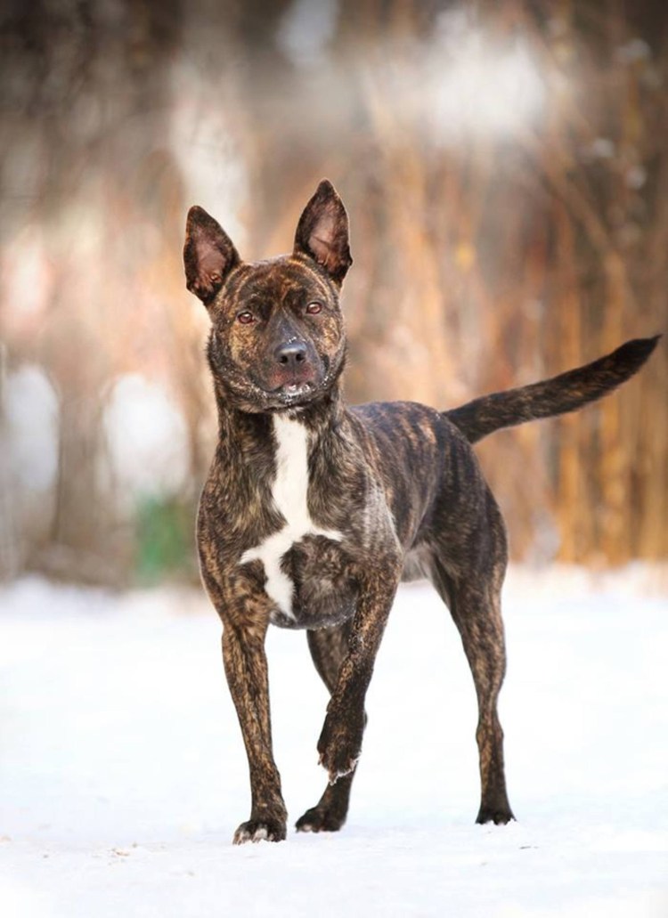 Американский стаффордширский терьер тигровый