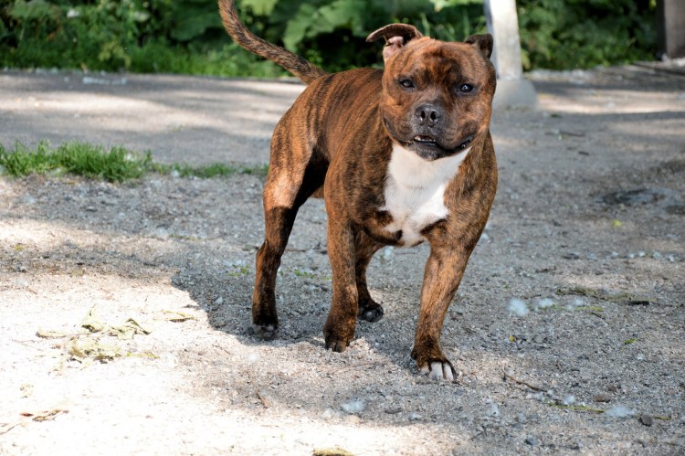 Ам стаффордширский терьер