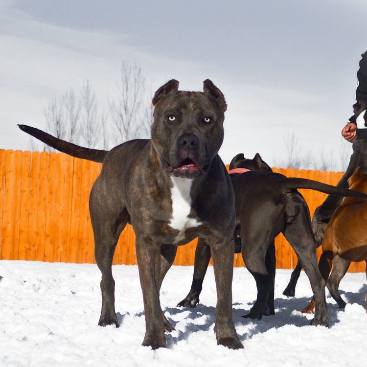 Американский стаффордширский терьер тигровый