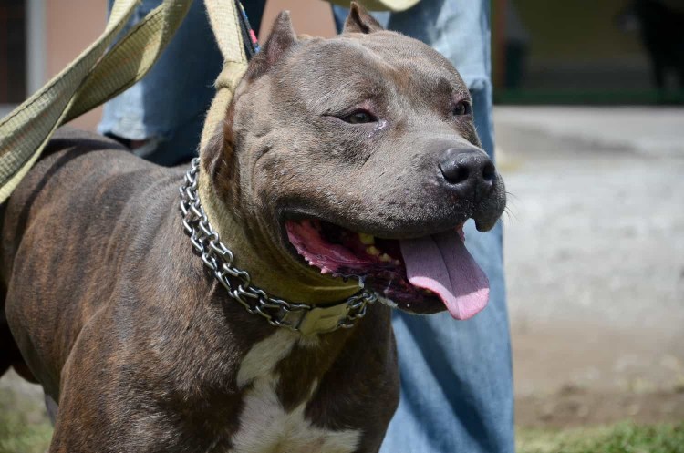 Бенгальский бульдог