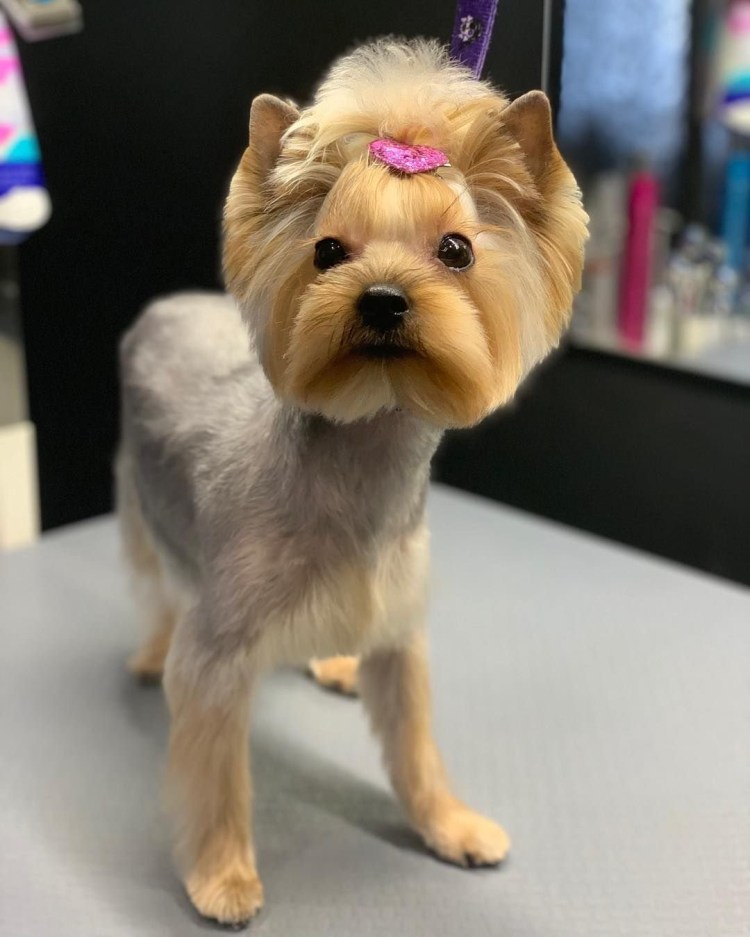 Стрижка ершский терьер