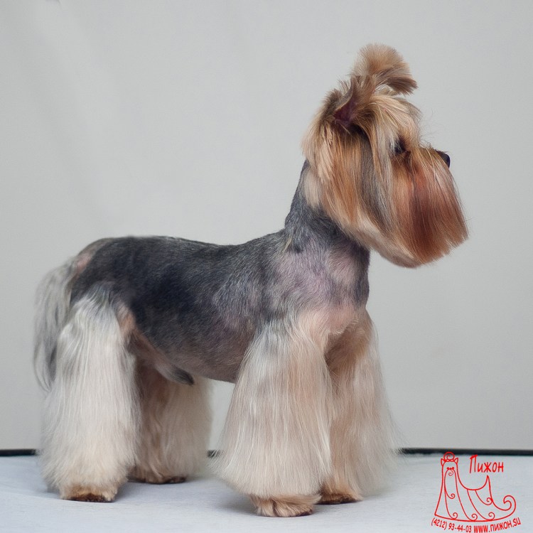 Мини Йорк подстриженный сзади