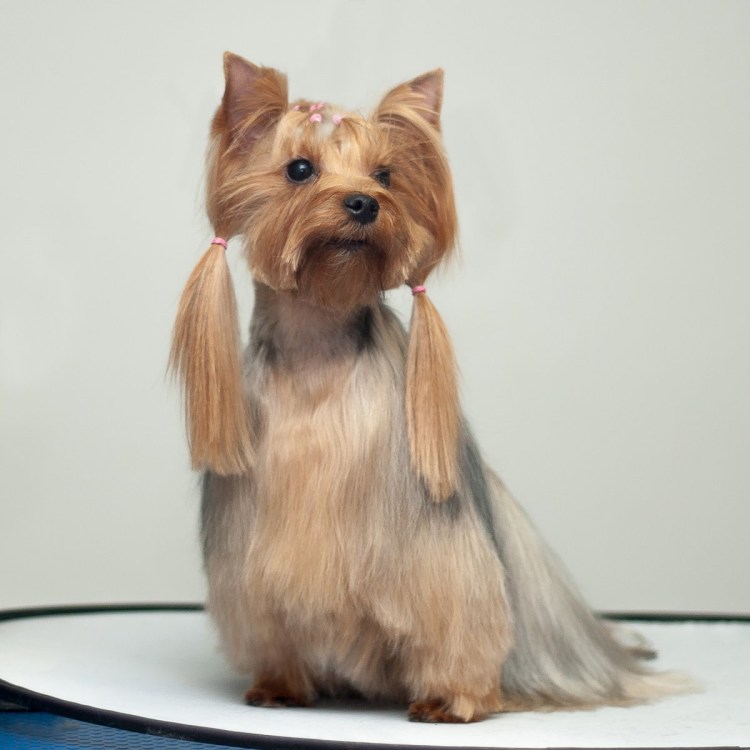 Стрижка корейка для йорков