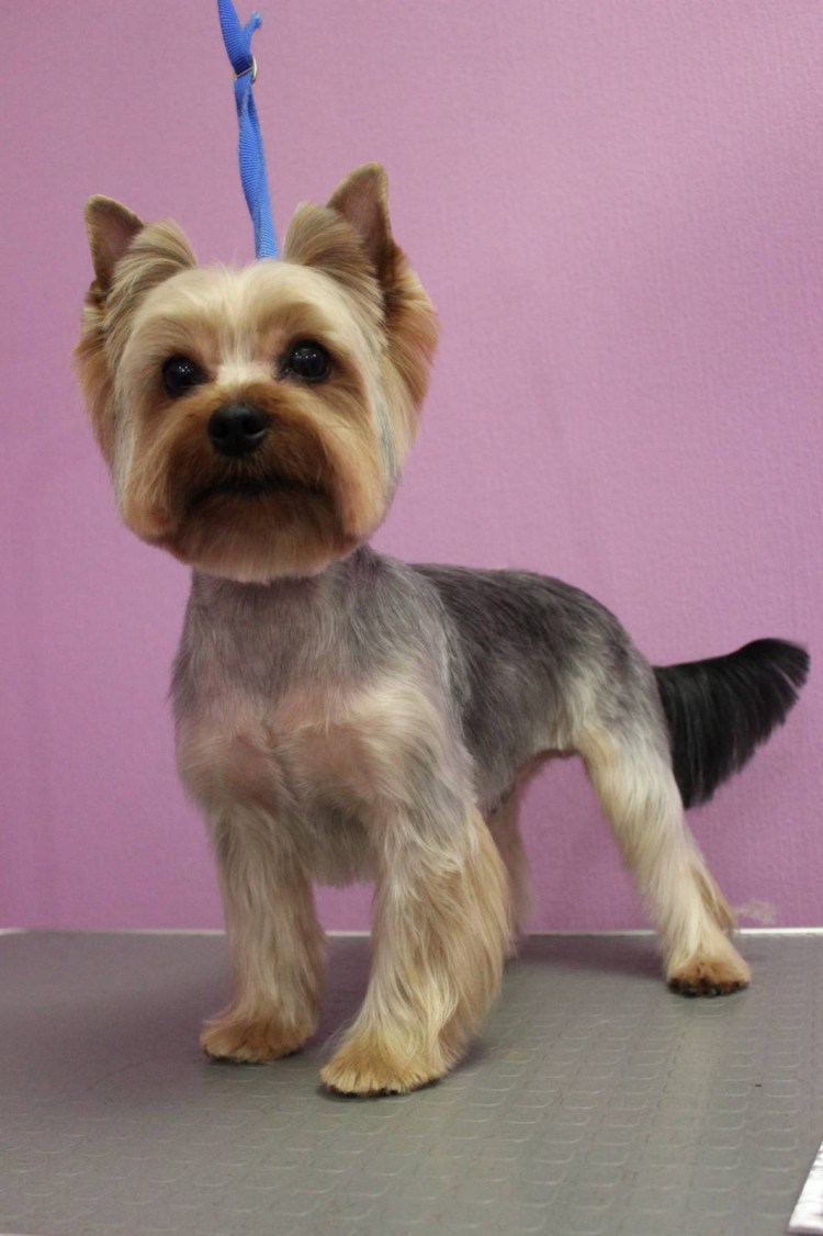 Йоркширский терьер стрижки