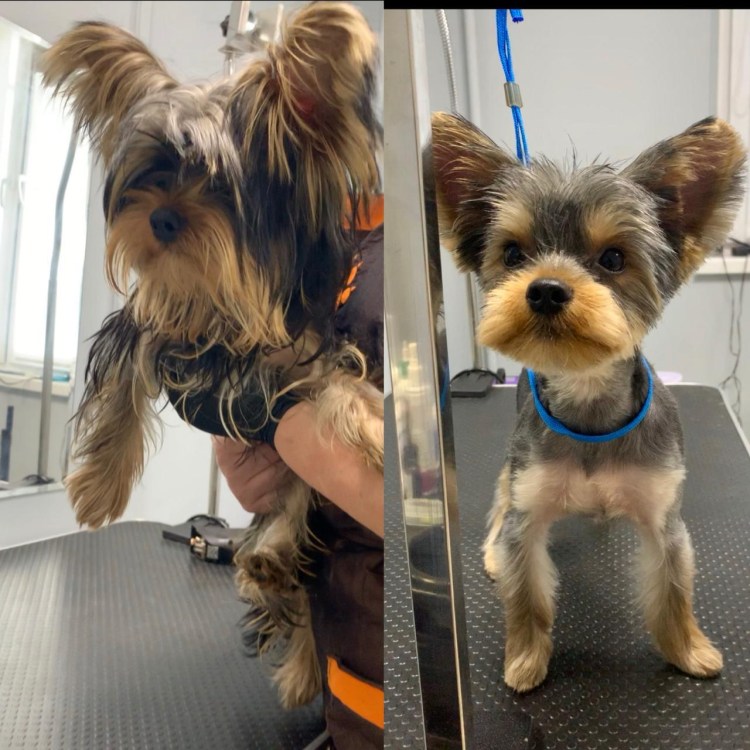 Йоркширский терьер подстриженный