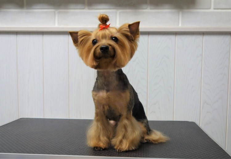 Стрижка Йорка Беби фейс