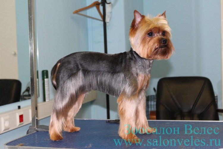 Стрижка Йорка под